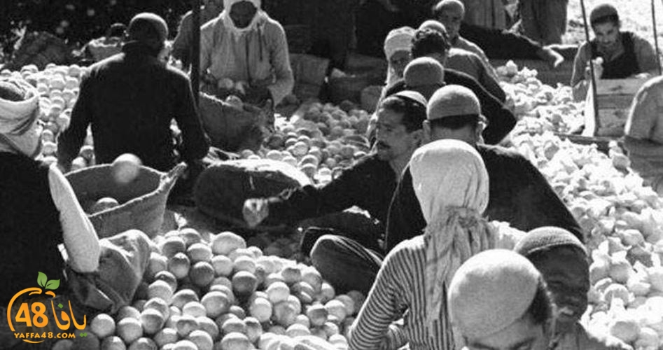 jaffa orangeej (4).jpg